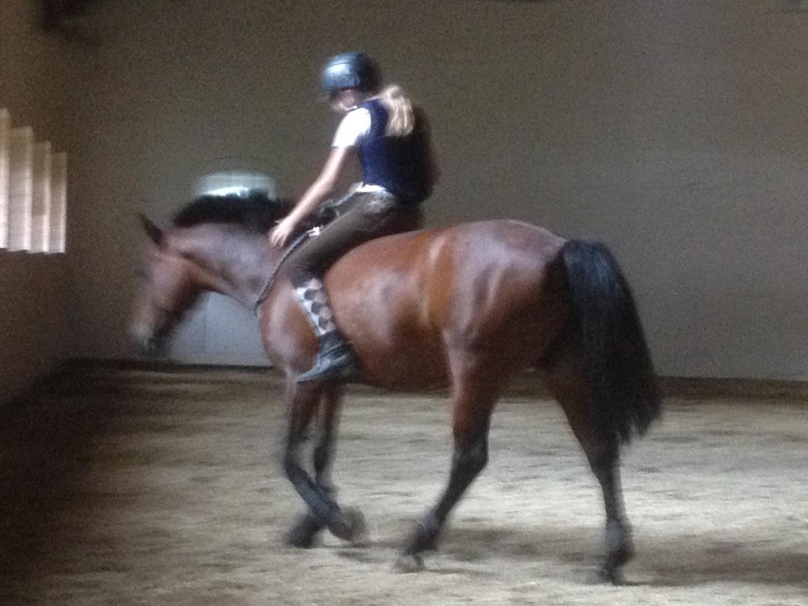 Anden særlig race Malou billede 4