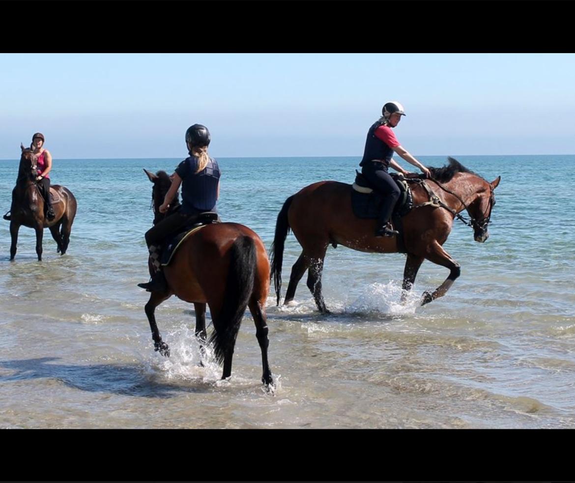 Anden særlig race Malou billede 6