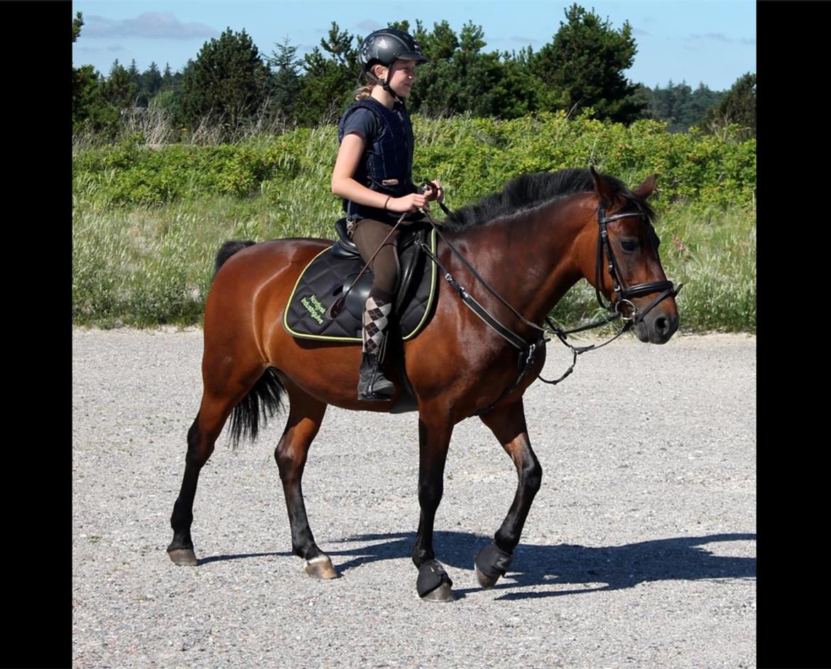 Anden særlig race Malou billede 8