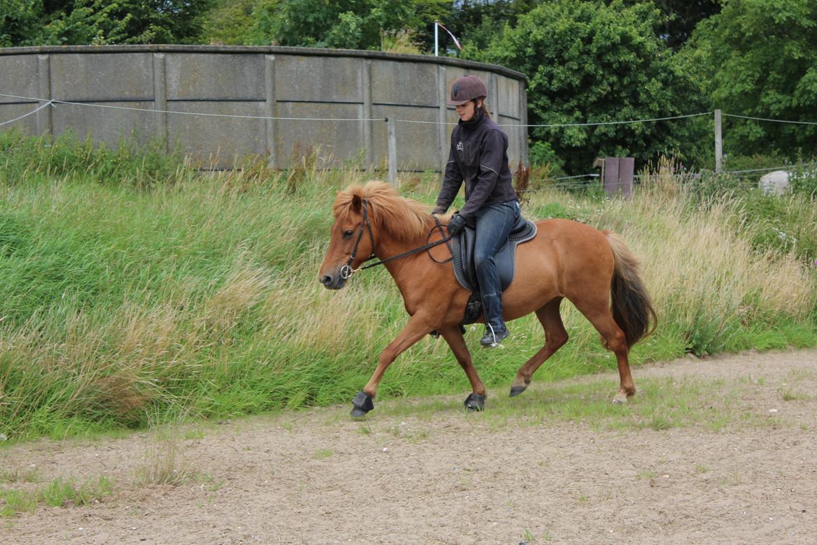 Islænder Röskva fra Dejbjerg - 28-07-16 billede 7