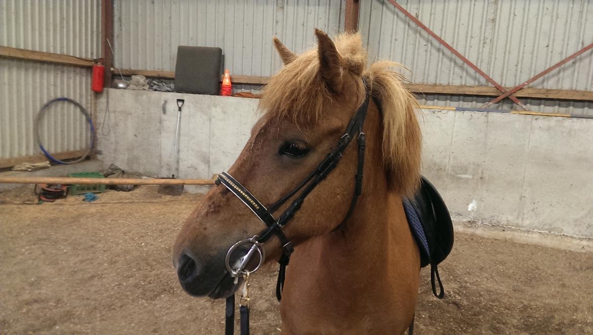 Islænder Röskva fra Dejbjerg - 07-07-16 billede 15