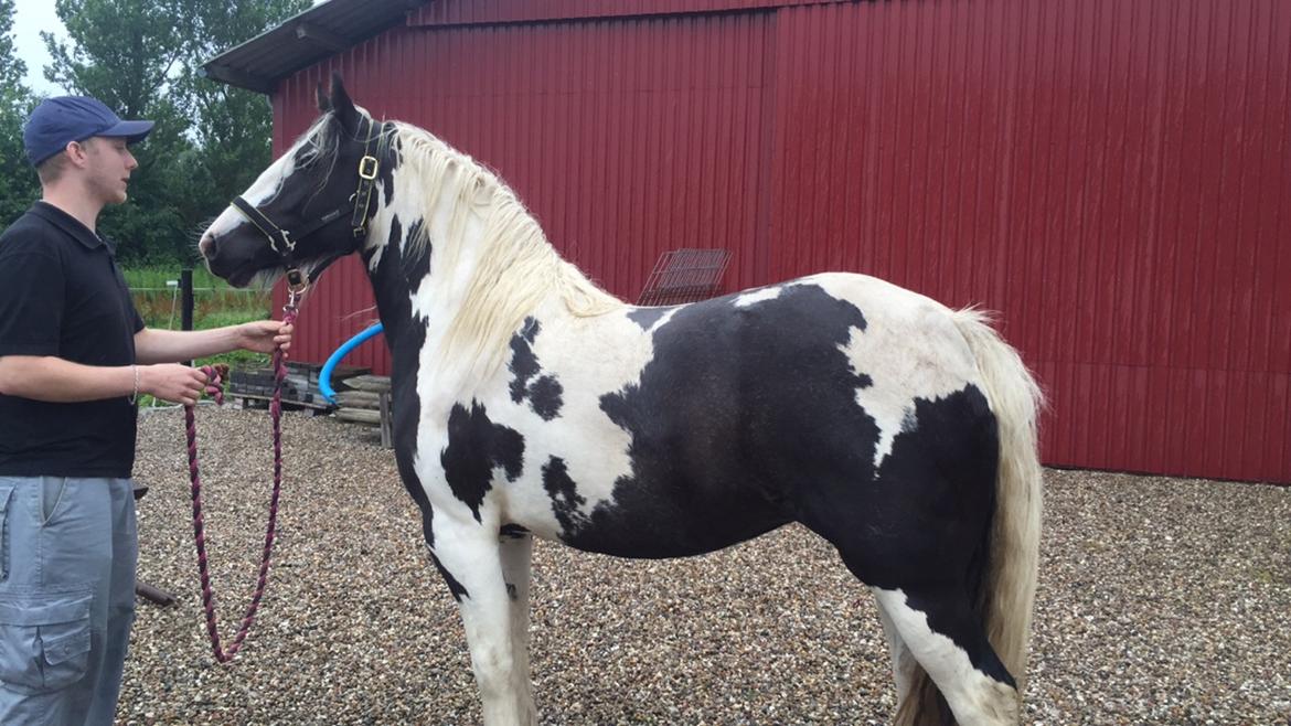 Irish Cob Gerda billede 1