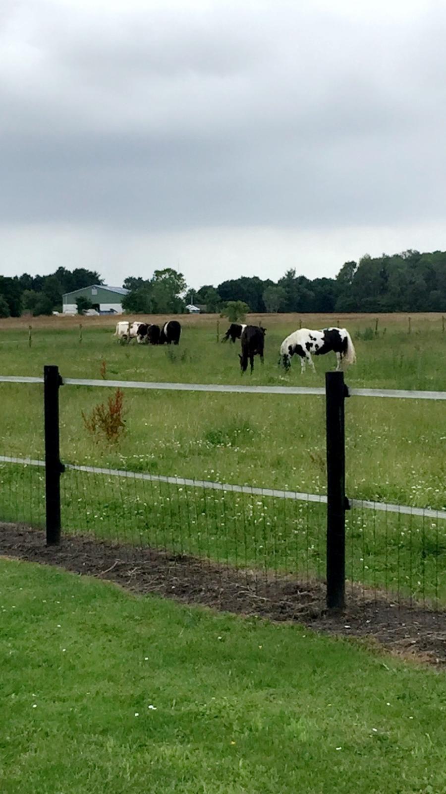 Irish Cob Gerda billede 3