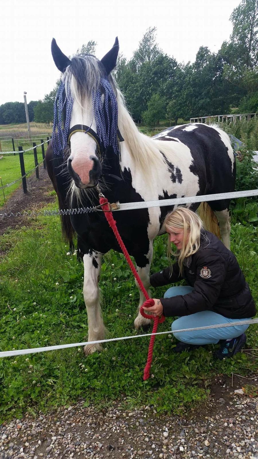 Irish Cob Gerda billede 4