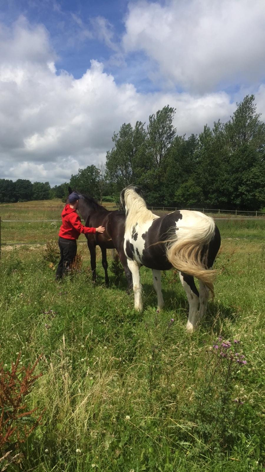 Irish Cob Gerda billede 2