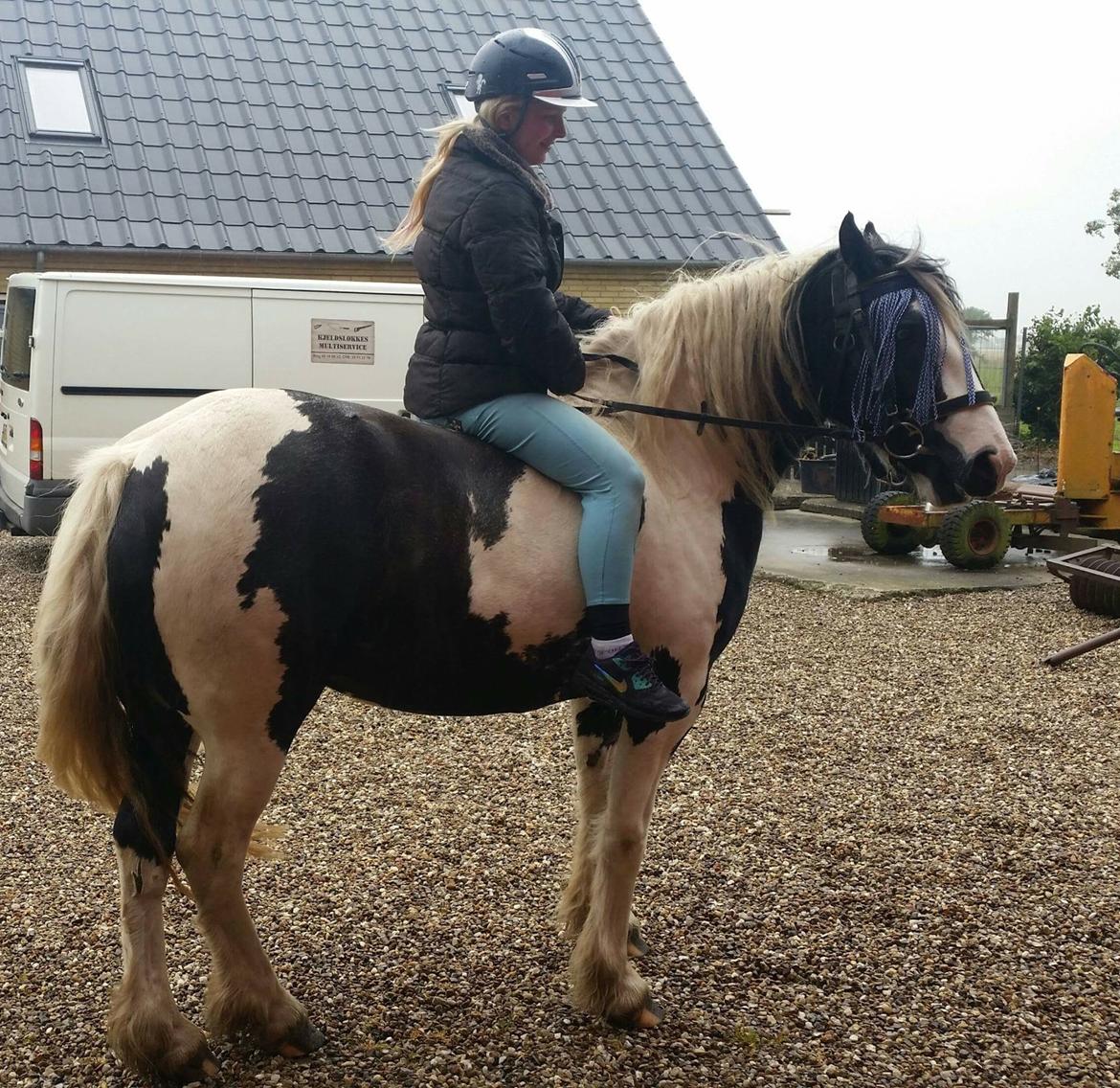 Irish Cob Gerda billede 6