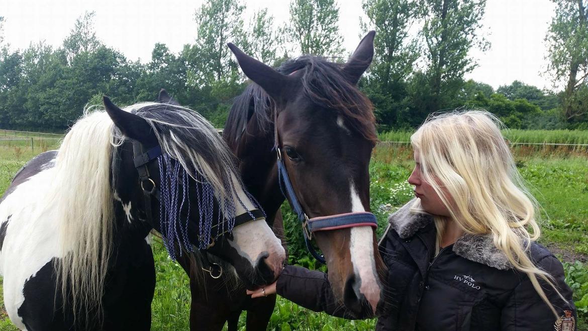 Irish Cob Gerda billede 5