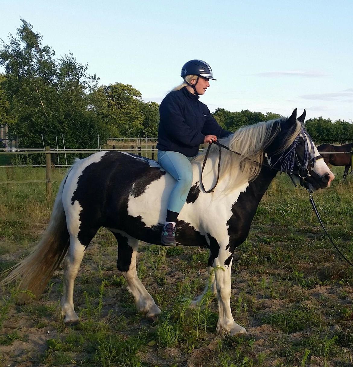 Irish Cob Gerda billede 8