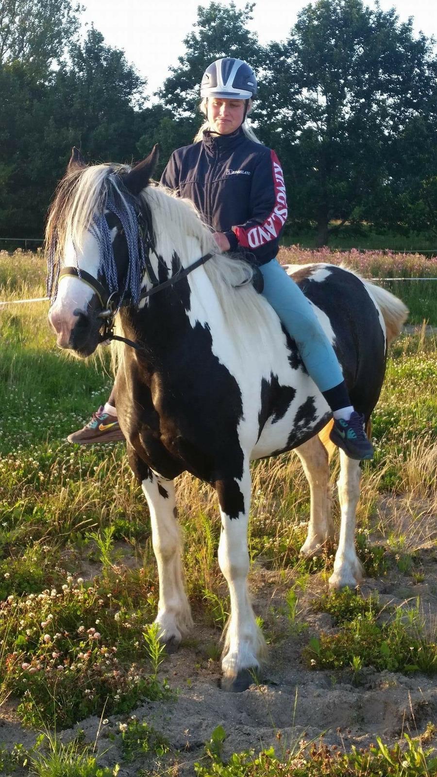 Irish Cob Gerda billede 9