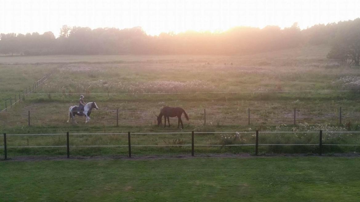 Irish Cob Gerda billede 10