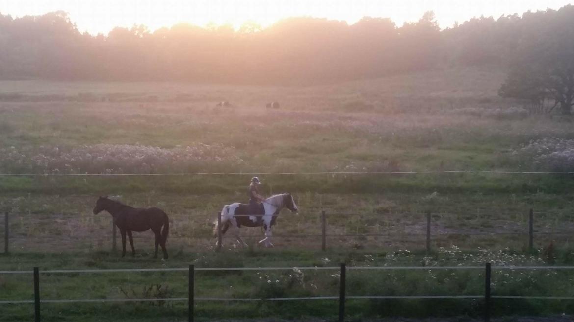 Irish Cob Gerda billede 11