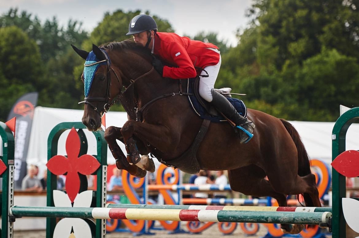 Dansk Varmblod Amillee ravnes-have billede 2