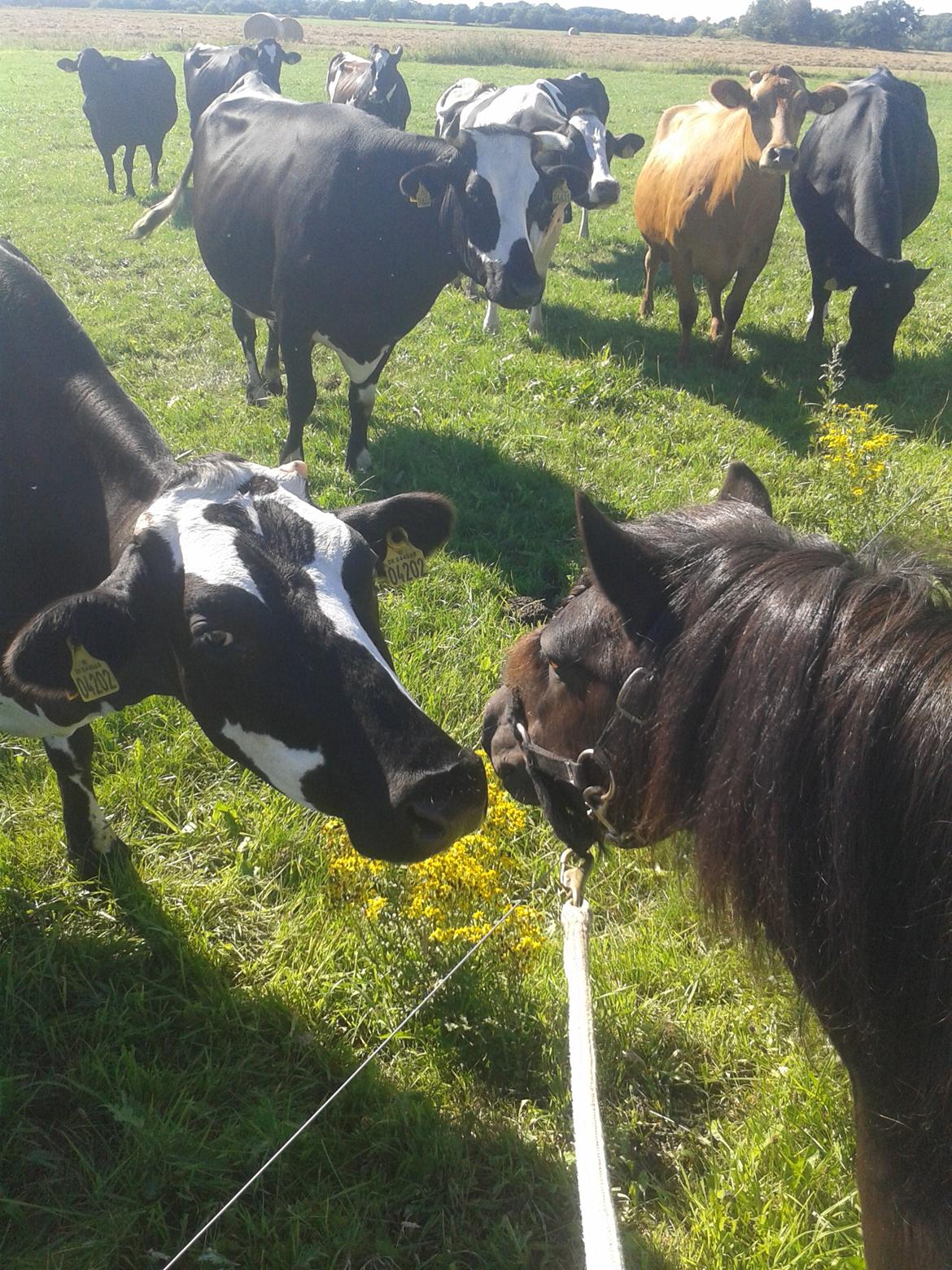 Shetlænder Kirkegaards Rokko - Roccos møde med køerne <3 billede 1