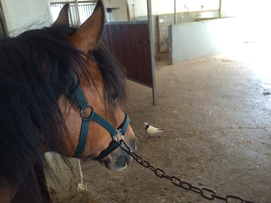 Anden særlig race La Paloma billede 2