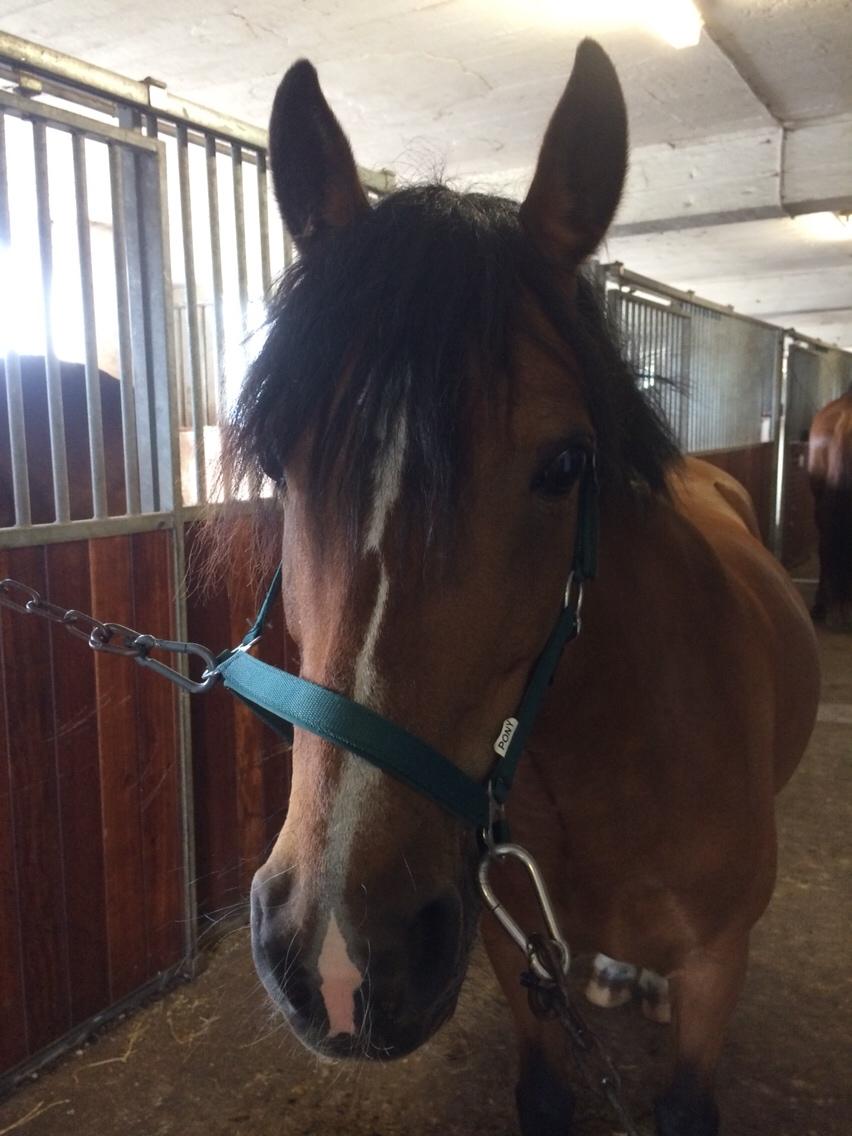Anden særlig race La Paloma billede 3