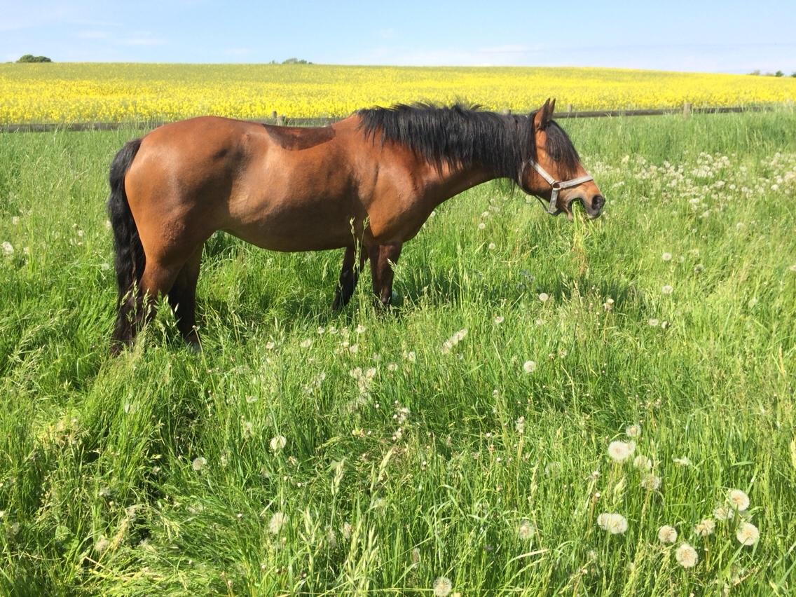 Anden særlig race La Paloma billede 4