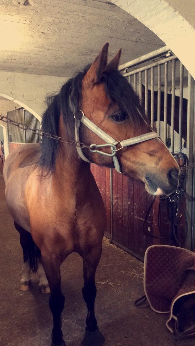 Anden særlig race La Paloma billede 5