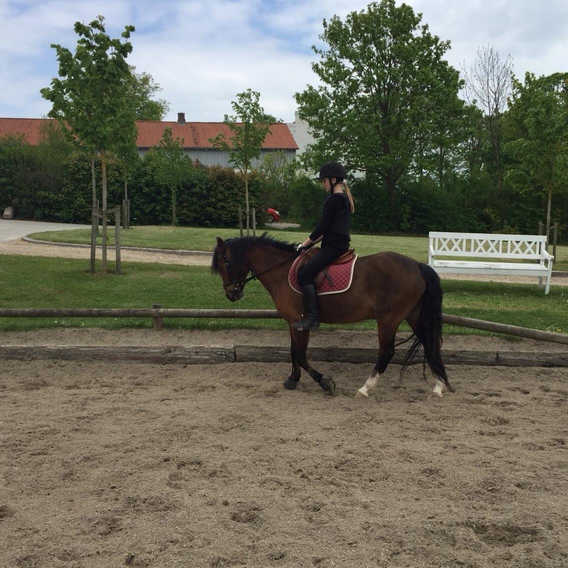 Anden særlig race La Paloma billede 6
