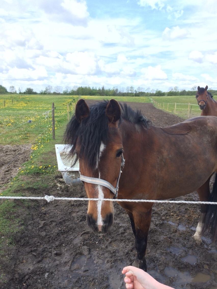 Anden særlig race La Paloma billede 8