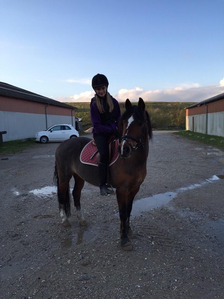 Anden særlig race La Paloma billede 10