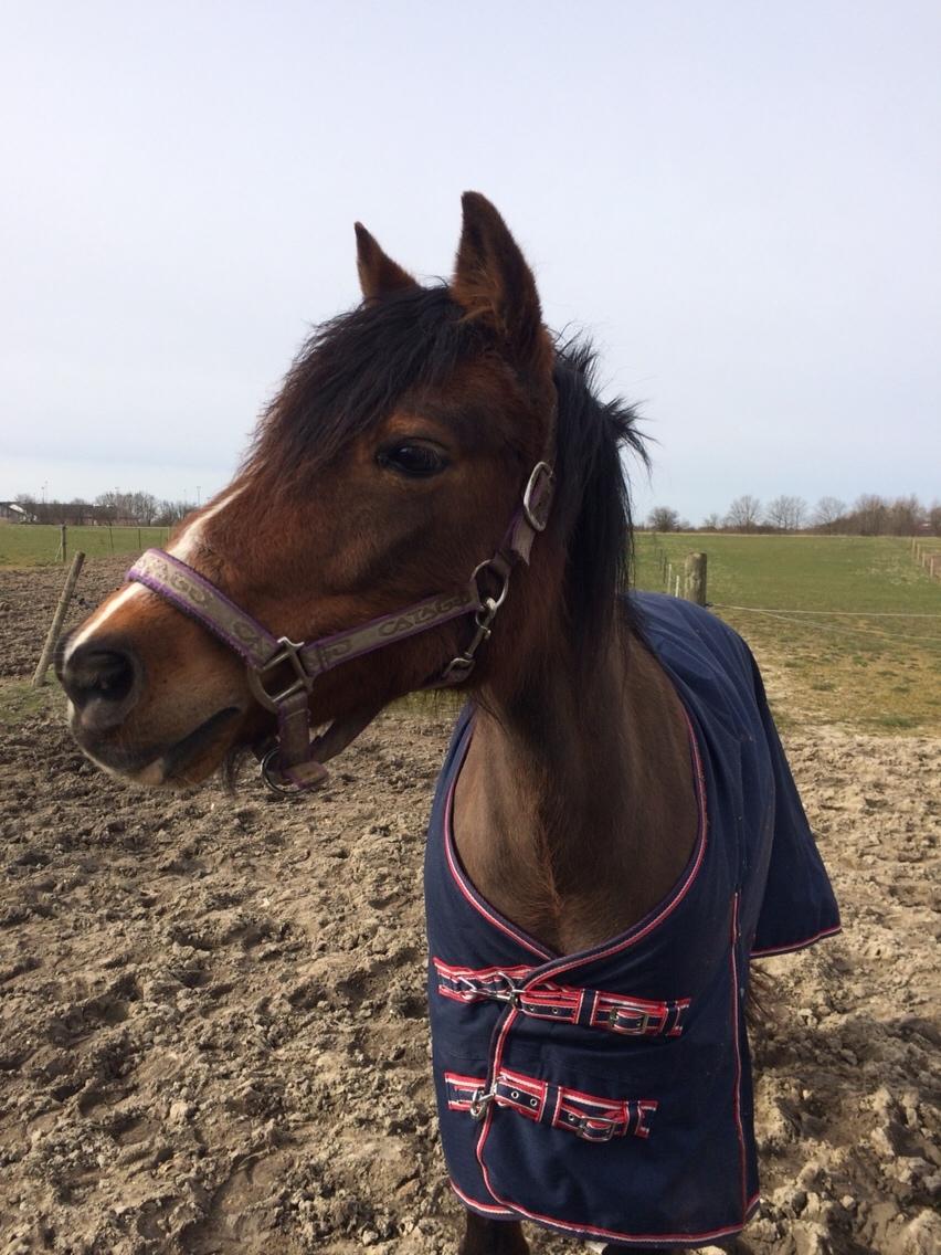 Anden særlig race La Paloma billede 12