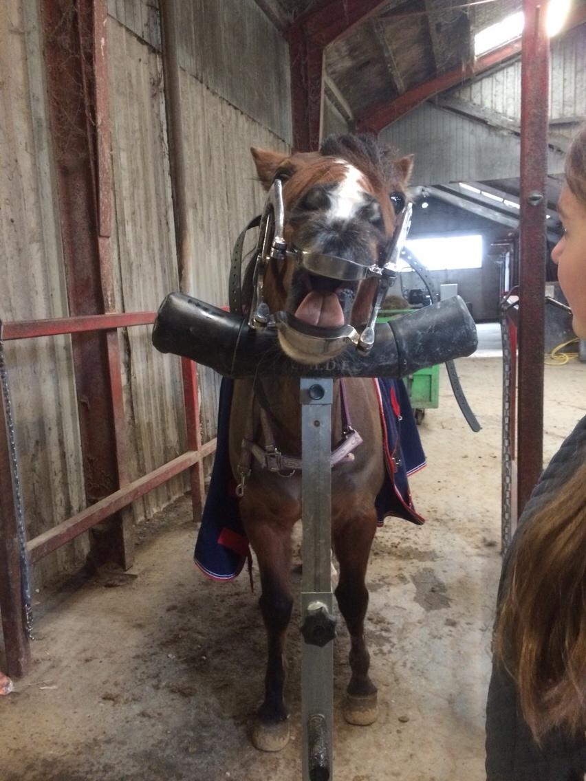 Anden særlig race La Paloma billede 13