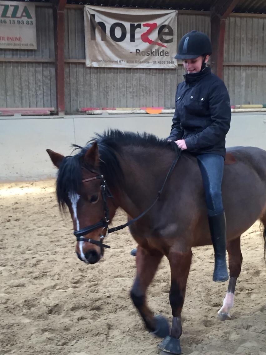 Anden særlig race La Paloma billede 15