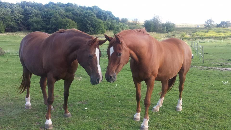 Arabisk fuldblod (OX) Bahia bint abhat ox billede 1