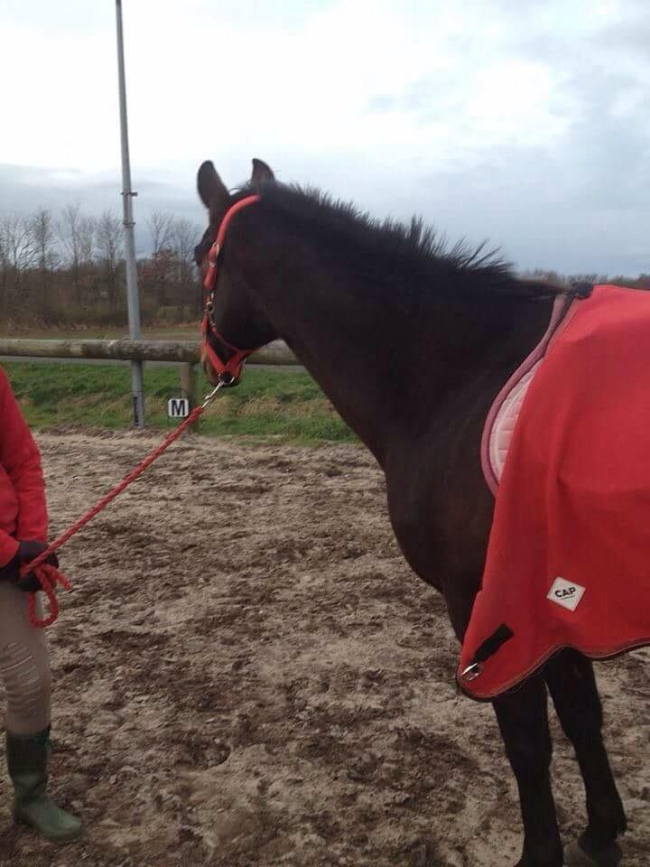 Anden særlig race Cypresgårdens Celina billede 11