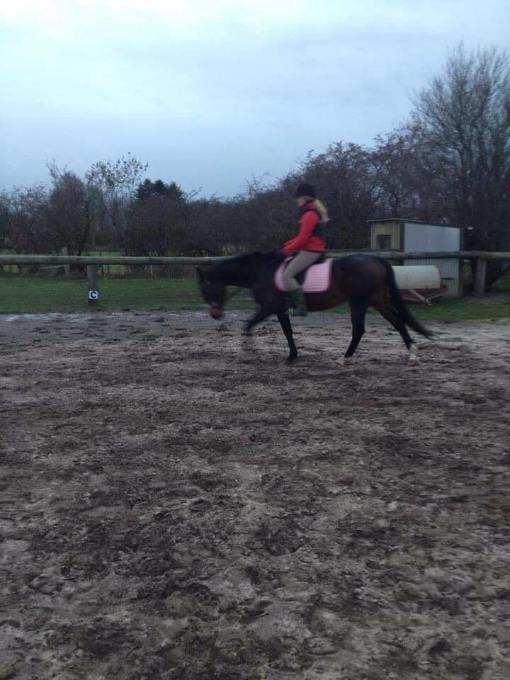 Anden særlig race Cypresgårdens Celina billede 10