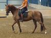 Dansk Varmblod Daner fair-way