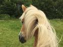 Haflinger Unda