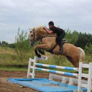 Palomino Amberloid