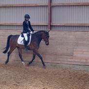 Anden særlig race Korshøj´s Kashmir 