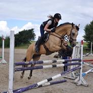 Tysk Sportspony Halley MC