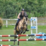 Tysk Sportspony Halley MC