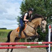 Tysk Sportspony Halley MC