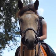 Tysk Sportspony Halley MC