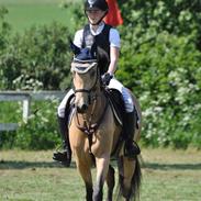 Tysk Sportspony Halley MC