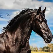 Frieser • MENTHA DE V. • HIMMELHEST <3