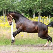 Dansk Varmblod Whupz De Lux