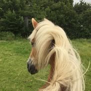 Haflinger Unda