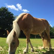 Haflinger Unda