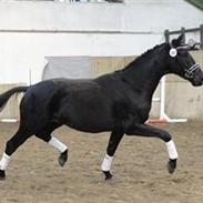 Dansk Varmblod Lyngholms zkyfall