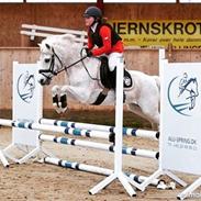 Welsh Pony (sec B) Konvaljens flipper