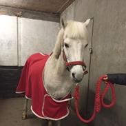 Welsh Pony (sec B) Konvaljens flipper