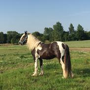 Irish Cob Sir Lancelot