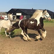 Irish Cob Sir Lancelot