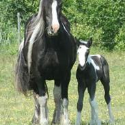 Irish Cob Sir Lancelot