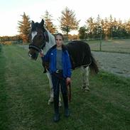 Pinto Skouvgaardens Traissy